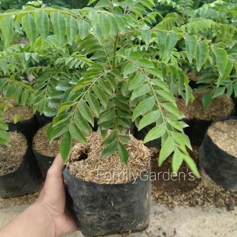 

Terlaris Bibit Tanaman Daun Kari / Salam Koja Rimbun Termurah