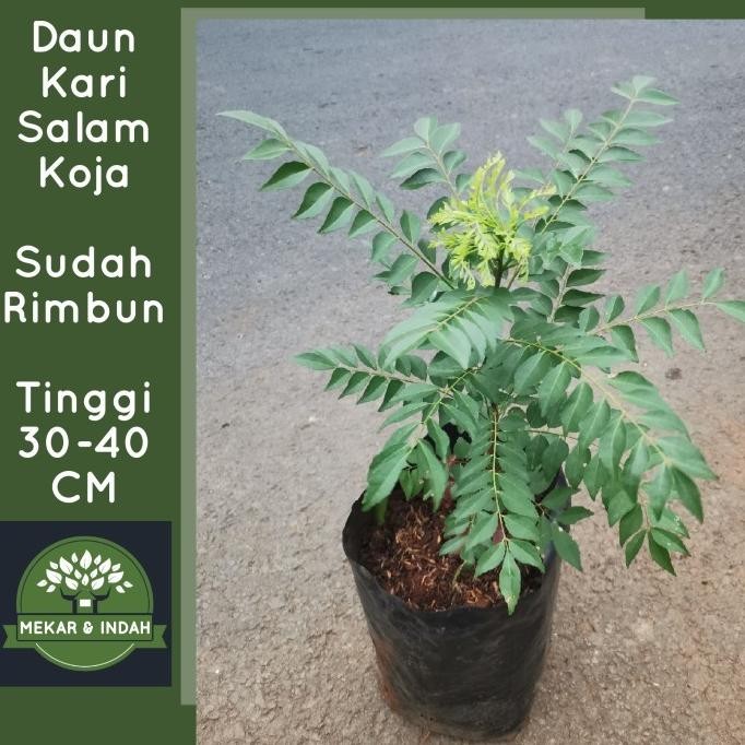 

Terlaris Bibit Pohon Daun Kari, Salam Koja/ Tanaman Salam Koja, Daun Kare Top