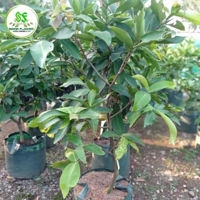 

Terlaris Bibit Pohon Jambu Air Citra Hijau Dan Merah