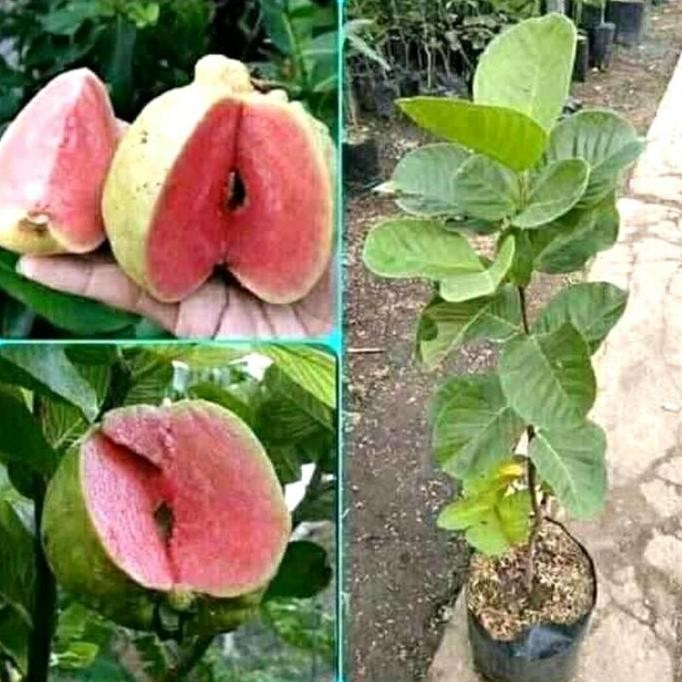 

Terlaris Bibit Buah Jambu Kristal Merah Tanpa Biji / Non Biji Okulasi Unggul