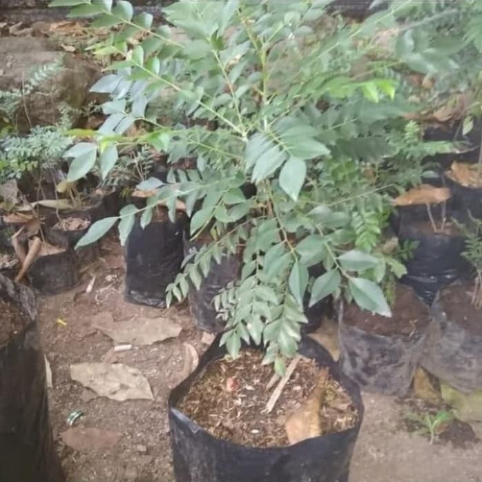 

Terlaris Pohon Salam Koja / Daun Kari - Bibit Tanaman Pohon Salam Koja Top