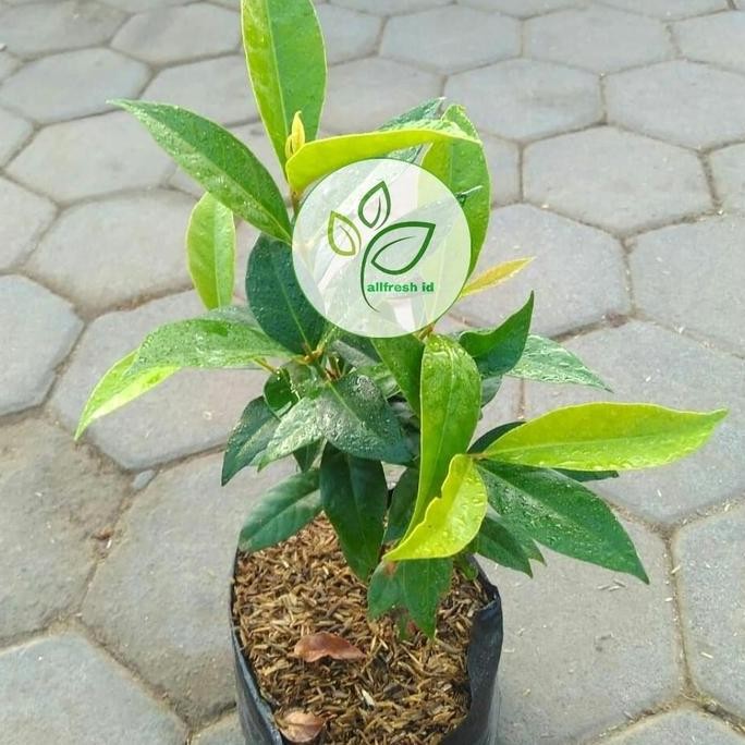 

Terlaris Bibit Salam Sayur / Tanaman Daun Salam