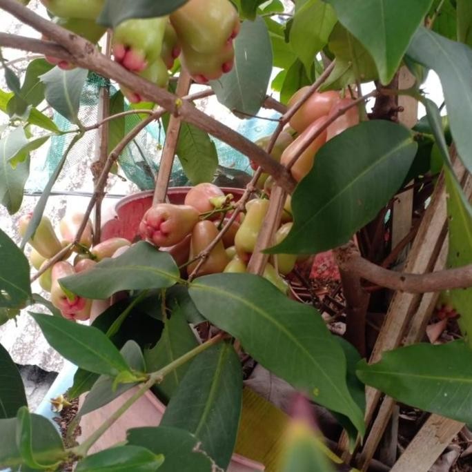 Terlaris Bibit Buah Jambu Air Pohon Jambu Tanaman Jambu Sudah Besar Rimbun