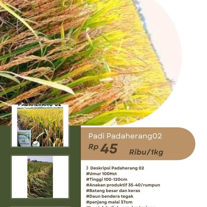 

Terlaris Benih Bibit Padi Padaherang 02