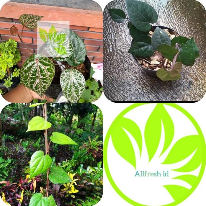 

Terlaris Paket 3 Jenis Sirih / Tanaman Daun Sirih Herbal