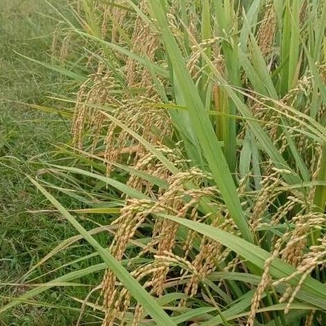 

Terlaris Benih Padi Mentik Wangi Susu (5Kg)