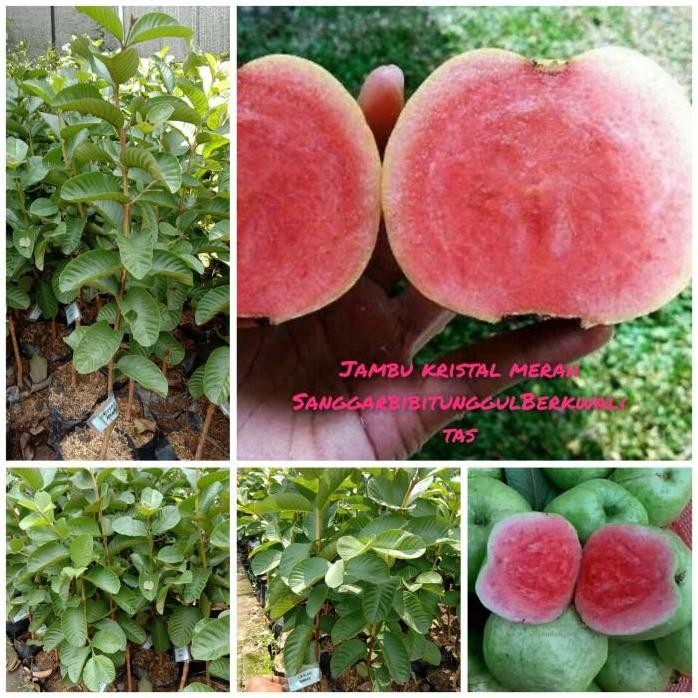 

Terlaris Bibit Tanaman Buah Jambu Kristal Merah Tinggi 60 Cm Bibit Hsl Okulasi.