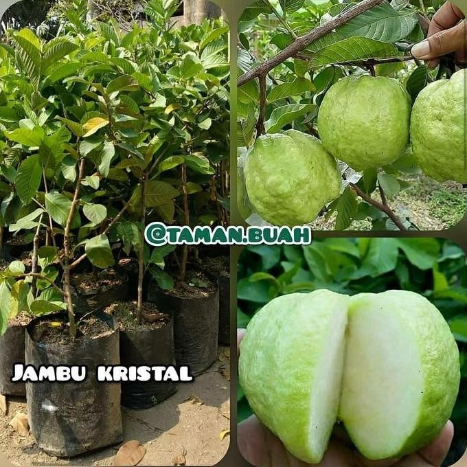 

Terlaris 1 Paket Isi 4 Bibit Jambu Kristal Putih