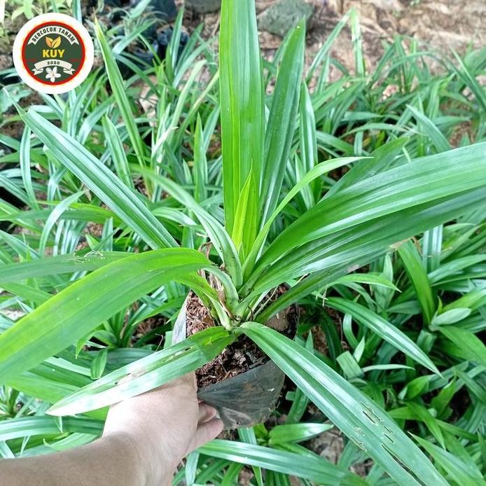 

Terlaris Pandan Wangi Tanaman Pandan Wangi Pohon Pandan Wangi Herbal