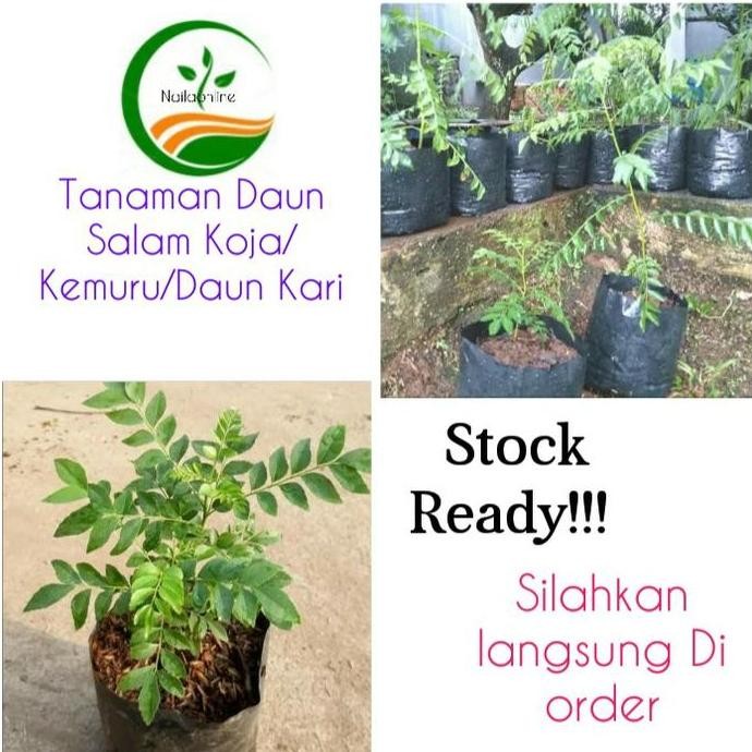 

Terlaris Bibit Tanaman Daun Salam Koja/Kemuru/Daun Kari/Pohon Daun Salam