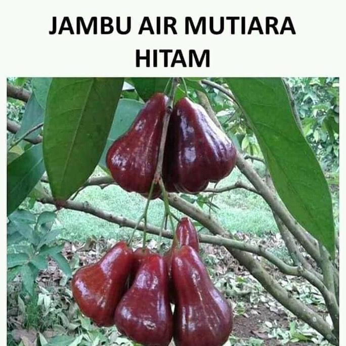 Terlaris Bibit Jambu Air Mutiara Hitam