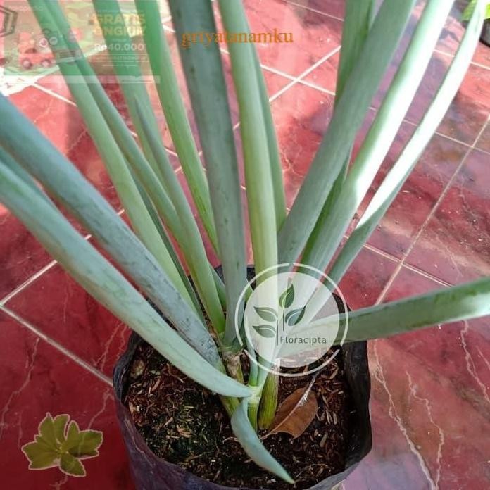 

Terlaris Paket 3 Jenis Bibit Tanaman Seledri Bibit,Daun Salam,Jeruk Purut