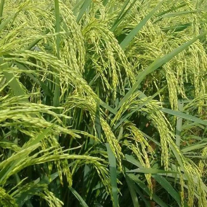 

Terlaris Benih Padi Unggul Cakrabuana 04 5 Kg