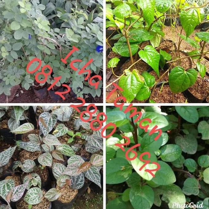 

Terlaris Tanaman Herbal 1 Paket Isi 4 - Sirih Merah/Hijau/Bunga Telang/Binahong
