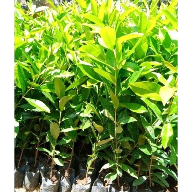 

Terlaris Grosir Bibit Pohon Salam Daun Salam Buat Bumbu Masak