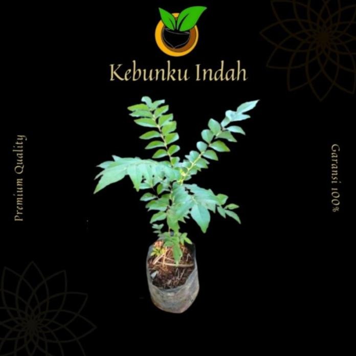

Terlaris Bibit Tanaman Salam Koja Atau Daun Kari