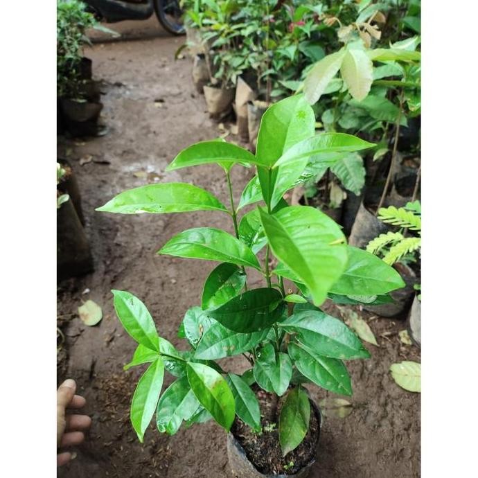 

Terlaris Bibit Pohon Daun Salam Sayur - Daun Bumbu Masak