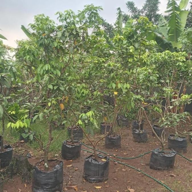 Bibit Pohon Rambutan Rapiah Berbuah/Rambutan Rapiah Siap Buah/Rambutan Rapiah ISTIMEWA