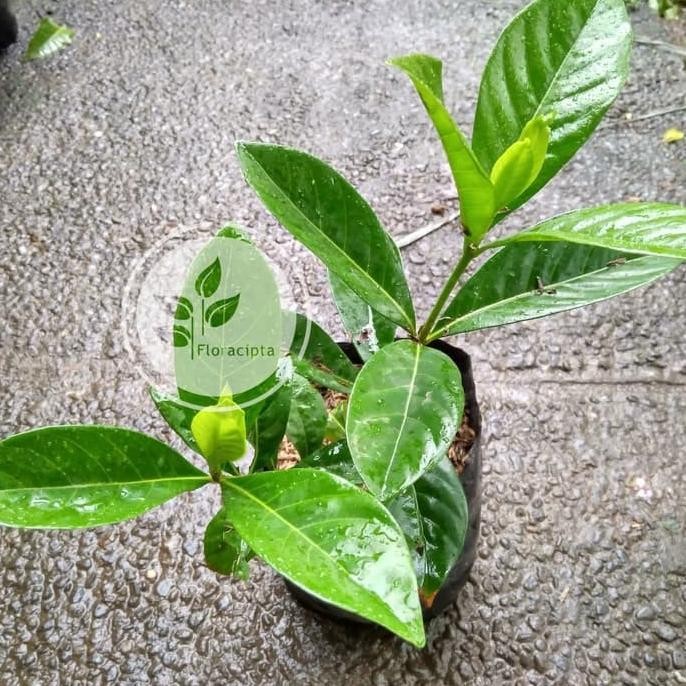 

Terlaris Bibit Pohon Daun Salam Sayur Tanaman Herbal Bumbu Masak Dapur