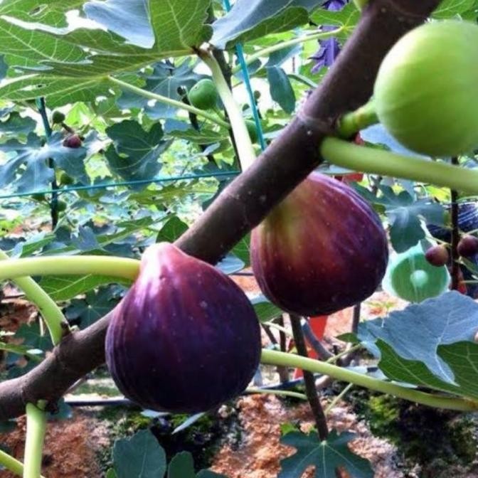 Bibit buah tin jumbo BLUE GIANT benih pohon tanaman buah di dalam pot PREMIUM