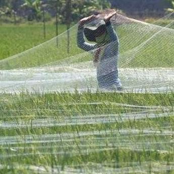 

Terlaris Jaring Sawah Jaring Burung Jaring Padi Jaring Perangkap Hama Burung