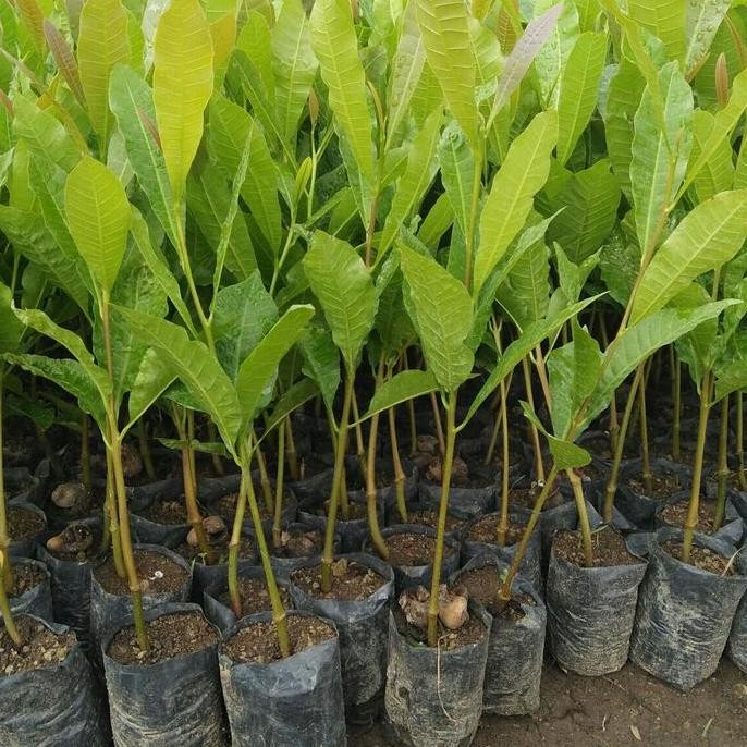 

Terlaris Jambu Mente Atau Monyet Seedling Bibit