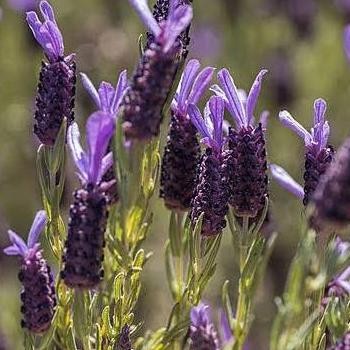 

Terlaris Tanaman Herbal Lavender Gold French