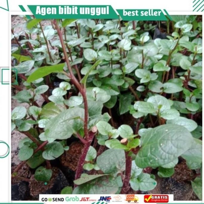 

Terlaris Bibit Tanaman Herbal Binahong Merah