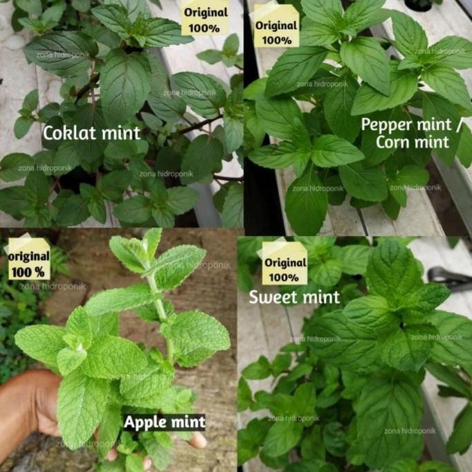 

Terlaris Paket 4 Bibit Tanaman Daun Mint/Empat Jinis Daun Mint Herbal