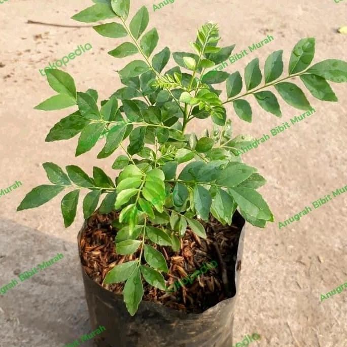 

Terlaris Bibit Daun Kari, Salam Koja, Bibit Daun Bumbu, Bibit Siap Tanam, Bibit