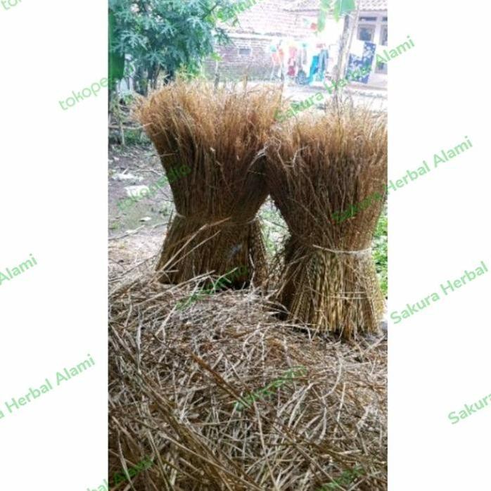 

Terlaris Jerami Padi Kering 1Kg Siap Pakai Sudah Rapih Dan Bersih