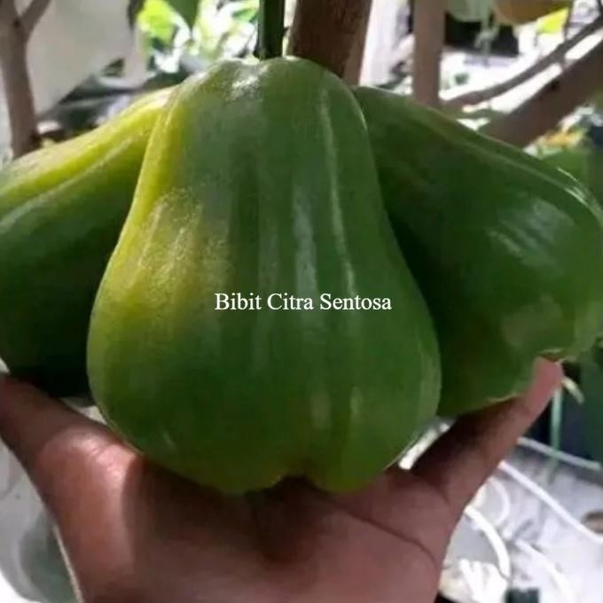 

Terlaris Bibit Tanaman Jambu Air Green Giant Cangkok Siap Berbuah
