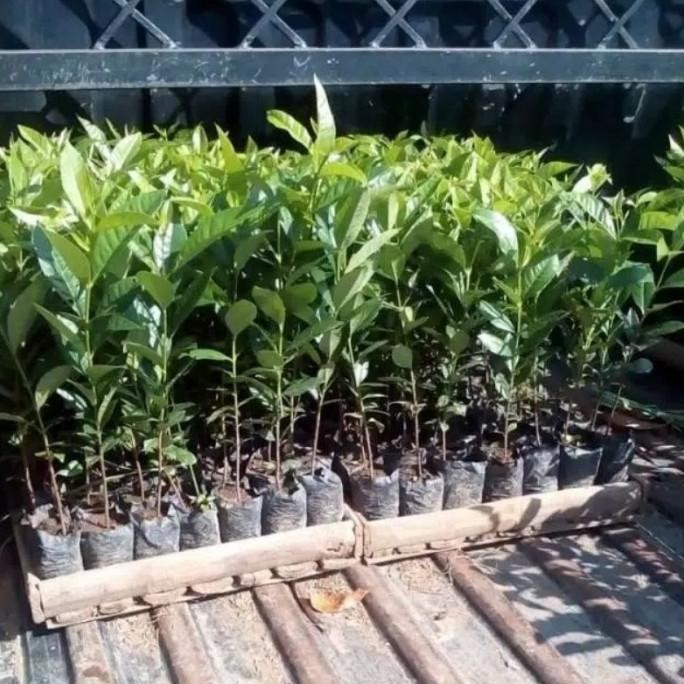 

Terlaris Paket Murah Enam Bibit Pohon Daun Salam/Bibit Rempah Dau Qbruoc 4897Xa