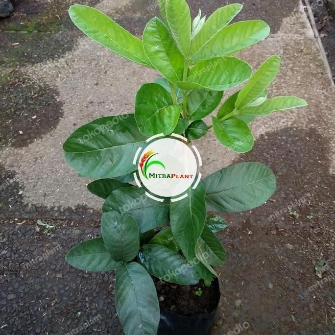 

Terlaris Bibit Pohon Buah Jambu - Tanaman Buah Jambu