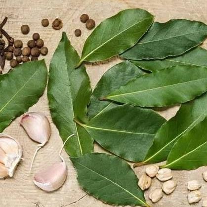 

Terlaris Cod Bibit Tanaman Pohon Buah Daun Salam Bumbu Dapur Gts Aww