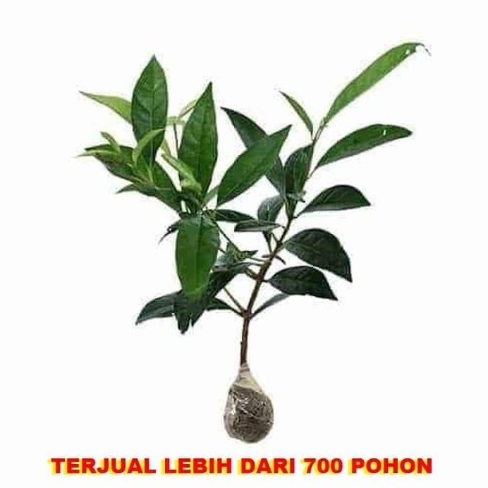 

Terlaris Bibit Pohon Daun Salam Bumbu / Tanaman Salam / Pohon Salam