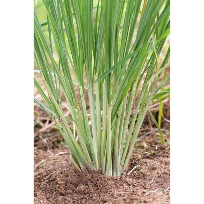 

Terlaris 3 Bibit- Tanaman Serai Wangi Herbal- Kebun Rumah