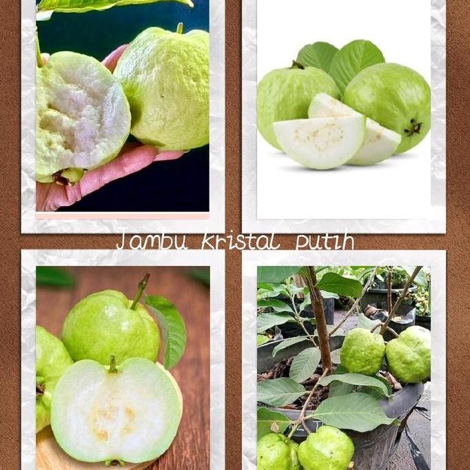 

Terlaris Benih Bibit Jambu Kristal Putih ( Bbit Jamb Kristal Okulasi )