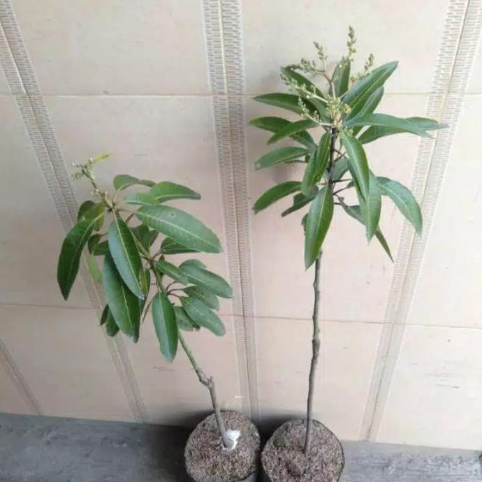 TANAMAN BUAH MANGGA ALPUKAT TANAMAN BUAH DALAM POT WISATA AGROTANI PREMIUM