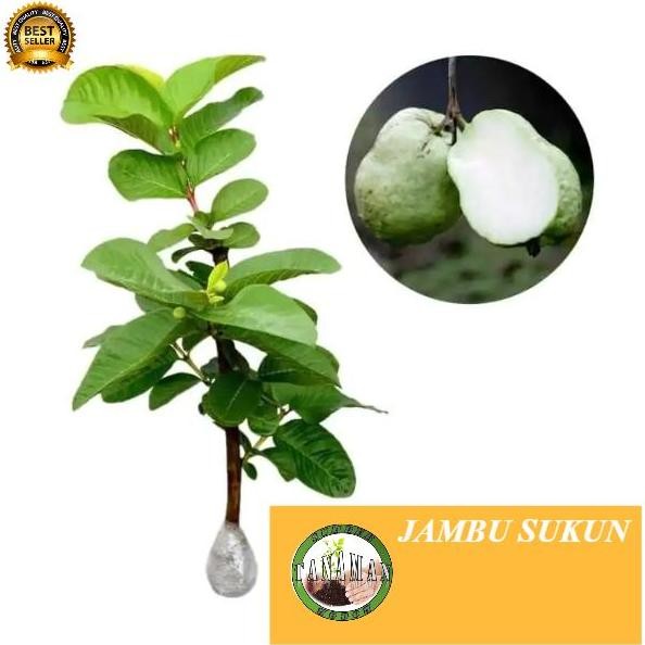 

Terlaris Bibit Pohon Tanaman Buah Jambu Sukun Putih
