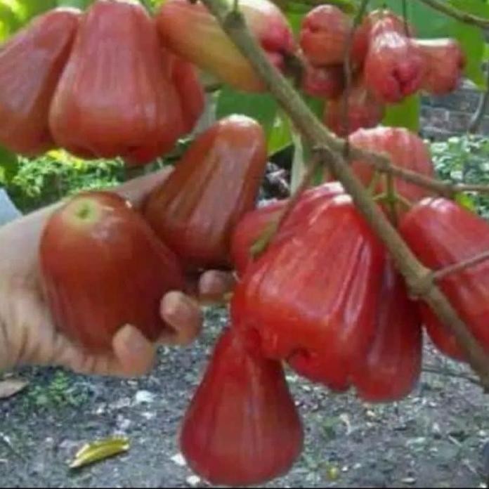 Terlaris Bibit Jambu Air Cincalo Merah