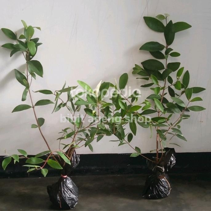 

Terlaris Bibit Tanaman Buah Jambu Rasa Nanas Usia Remaja Fres