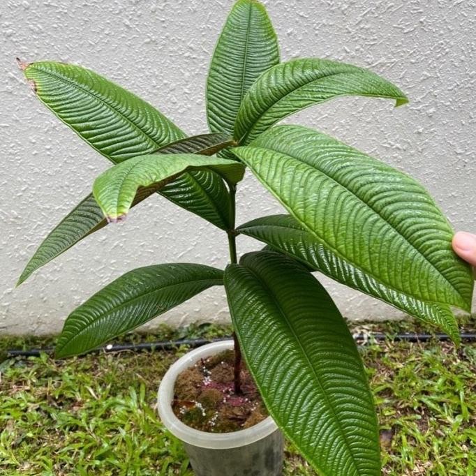 Terlaris Bibit Jambu Papua / Sulawesi Ori (Syzygium Jiewhoei) Tanaman Langka Topm