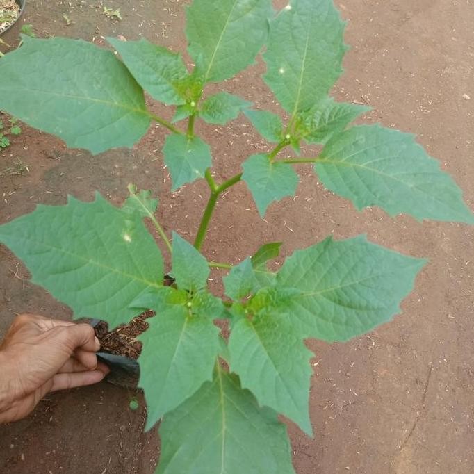 

Terlaris Tanaman Herbal Ciplukan-Pohon Ciplukan Herbal