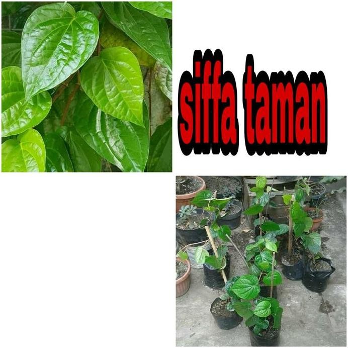 

Terlaris Tanaman Sirih Hijau Untuk Obat Herbal