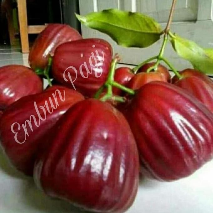 

Terlaris Bibit Buah Jambu Air Dalhari Unggulan Dari Okulasi Cepat Berbuah