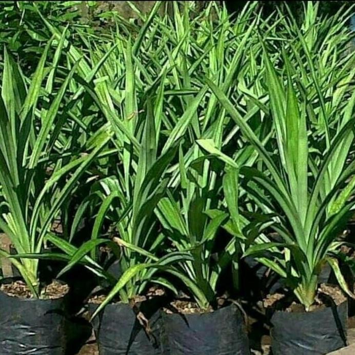 

Terlaris Tanaman Hias Pandan Wangi Herbal