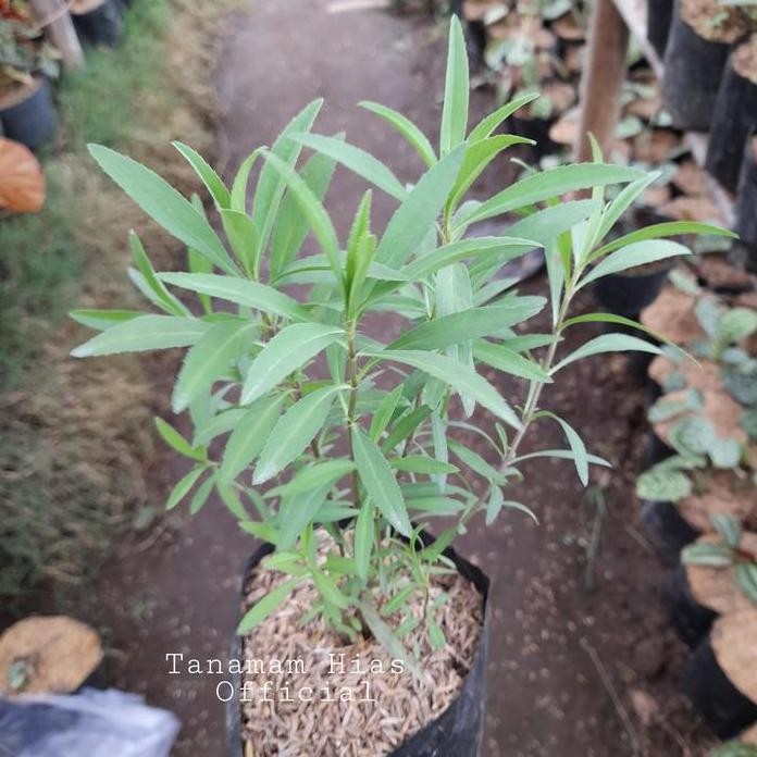 

Terlaris Tanaman Herbal Frenc Tarragon