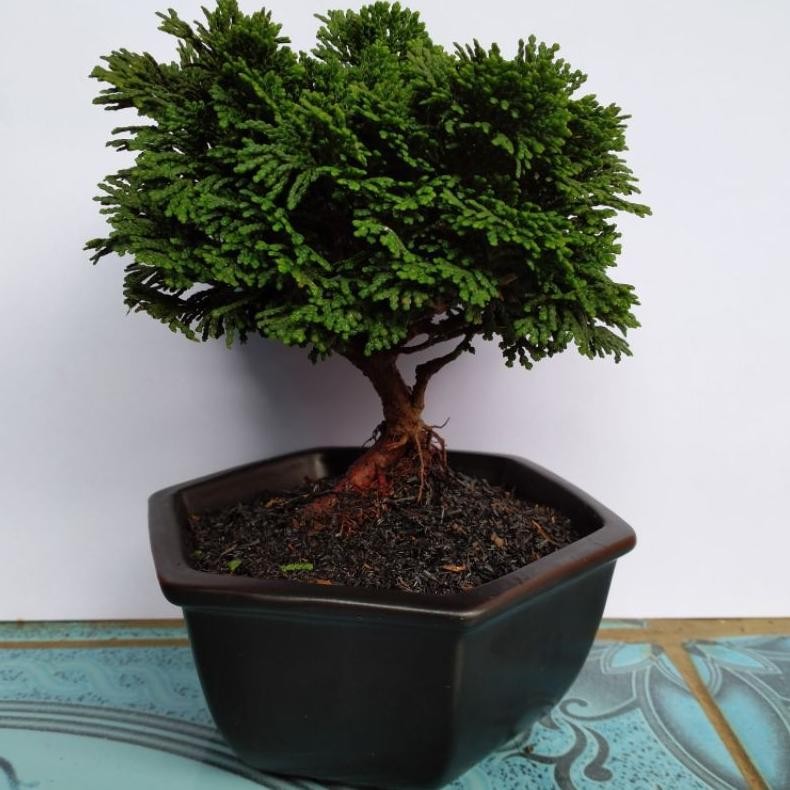 Tanaman Hias Bonsai Cemara Inoki - Savanan Bonsai