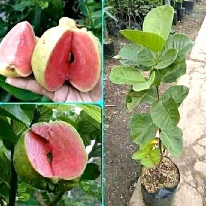 

Terlaris Bibit Buah Jambu Kristal Merah, Tanpa Biji